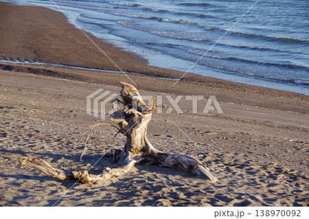 流木が流れ着いた海岸 流木が流れ着いた海岸 138970092