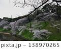 【東京・千鳥ヶ淵】春　桜が満開 　 138970265