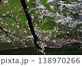 【東京・千鳥ヶ淵】春　桜が満開 　 138970266
