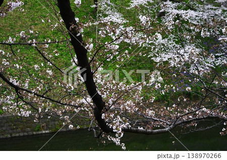 【東京・千鳥ヶ淵】春 桜が満開 【東京・千鳥ヶ淵】春 桜が満開 138970266