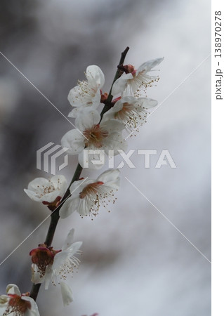 白梅の花のアップ 138970278
