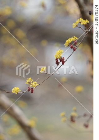 サンシュユの花と実 138970374
