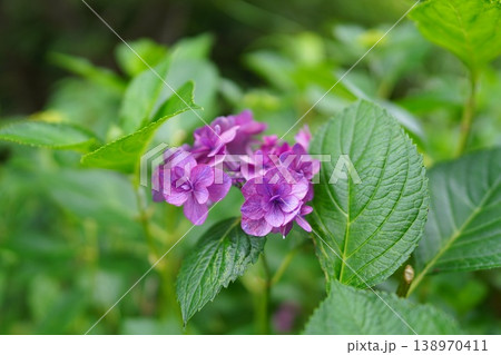 新緑に囲まれて咲く八重咲きの紫陽花 新緑に囲まれて咲く八重咲きの紫陽花 138970411
