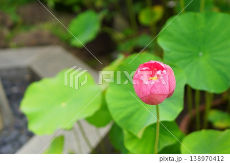 蓮の花の蕾 138970412