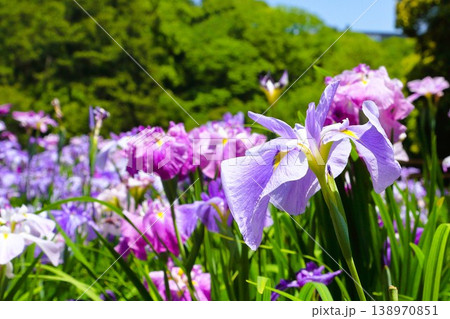 満開の花菖蒲 満開の花菖蒲 138970851
