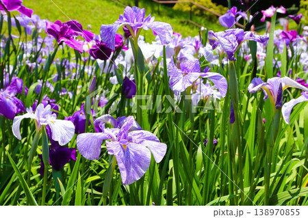 満開の花菖蒲 138970855