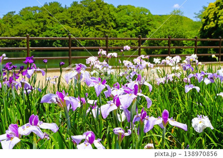 満開の花菖蒲 満開の花菖蒲 138970856