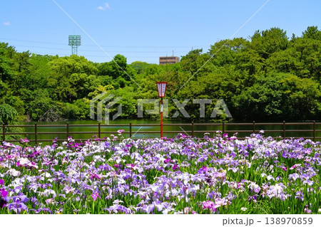 満開の花菖蒲 138970859