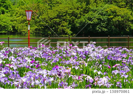 満開の花菖蒲 138970861