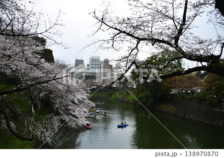 【東京・千鳥ヶ淵】 桜が満開 手漕ぎボート 【東京・千鳥ヶ淵】 桜が満開 手漕ぎボート 138970870