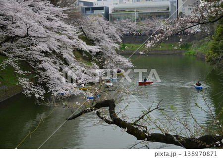 【東京・千鳥ヶ淵】　桜が満開 　手漕ぎボート 138970871