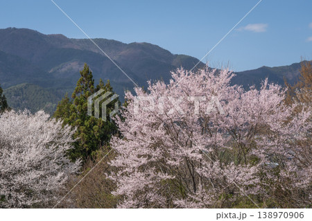 満開に咲く大枝垂れ桜 杵原学校  長野県 138970906