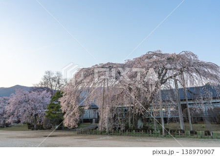 満開に咲く大枝垂れ桜 杵原学校  長野県 138970907