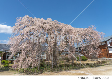 満開に咲く大枝垂れ桜 杵原学校 長野県 満開に咲く大枝垂れ桜 杵原学校 長野県 138970908