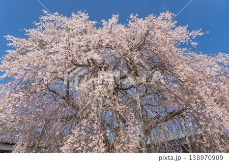 満開に咲く大枝垂れ桜 杵原学校 長野県 満開に咲く大枝垂れ桜 杵原学校 長野県 138970909