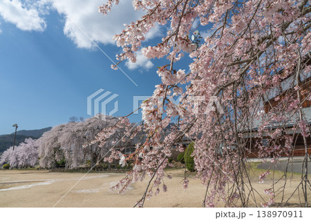 満開に咲く大枝垂れ桜 杵原学校 長野県 満開に咲く大枝垂れ桜 杵原学校 長野県 138970911