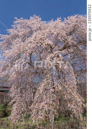 満開に咲く大枝垂れ桜 杵原学校  長野県 138970912