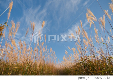 青空に向かって伸びる秋の草原の穂を見上げた風景 青空に向かって伸びる秋の草原の穂を見上げた風景 138970918