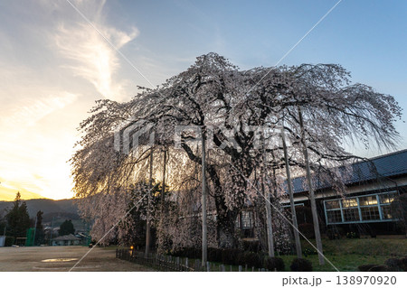 夕日をバックに大枝垂れ桜 杵原学校  長野県 138970920