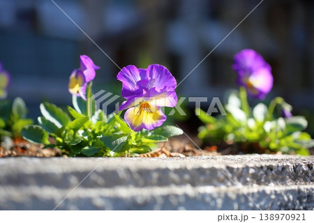 可愛い　ビオラの花 138970921