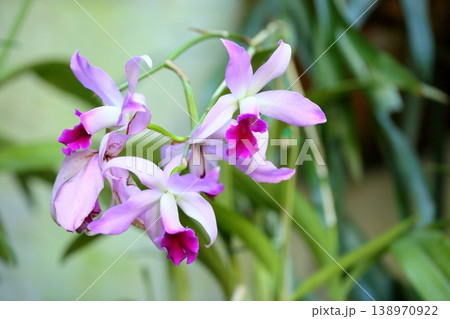 ランの花　レリア　アンセプス 138970922