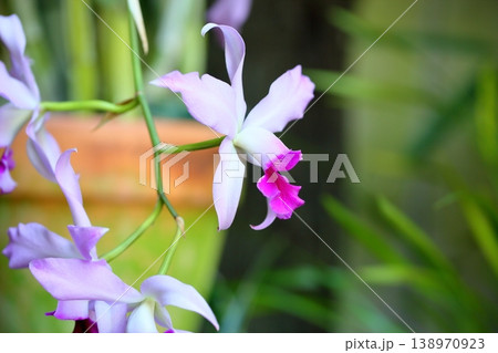 優雅　ランの花　レリア　アンセプス 138970923