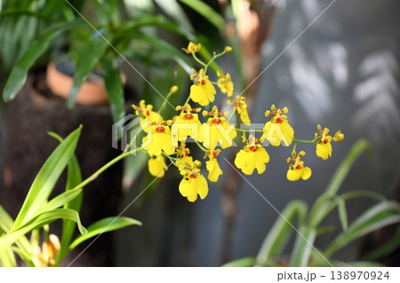 可愛い ランの花 オンシジュウム 可愛い ランの花 オンシジュウム 138970924