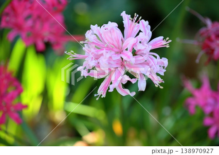 ネリネの花 ダイヤモンドリリー ネリネの花 ダイヤモンドリリー 138970927