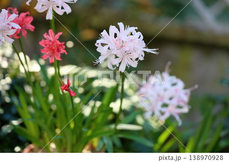 ネリネの花 ダイヤモンドリリー ネリネの花 ダイヤモンドリリー 138970928