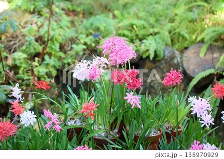 ネリネの花 ダイヤモンドリリー ネリネの花 ダイヤモンドリリー 138970929