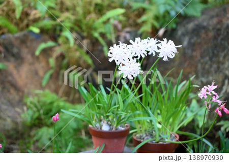 ネリネの花 ダイヤモンドリリー ネリネの花 ダイヤモンドリリー 138970930