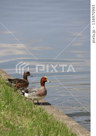 水元公園の風景 護岸に佇む冬鳥 ヒドリガモのオスとメス 138970993