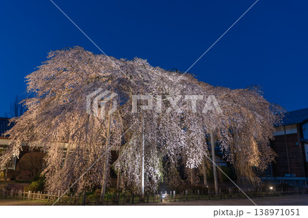 ライトアップされた大枝垂れ桜 教室から杵原学校 長野県 ライトアップされた大枝垂れ桜 教室から杵原学校 長野県 138971051