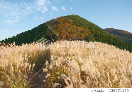 秋の高原に広がるススキの群生と紅葉の山々　青空の下で白く輝くススキの穂 138971140