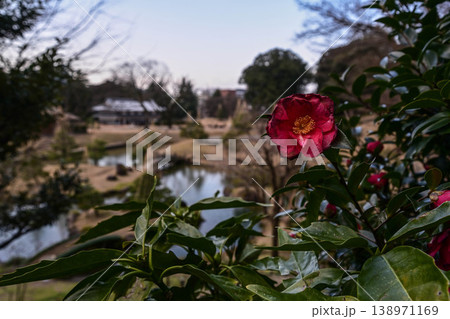 金沢城玉泉院丸庭園の冬景色 138971169
