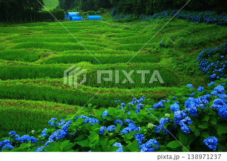 青い紫陽花 138971237