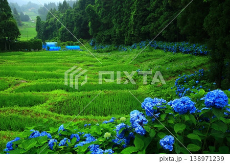青い紫陽花 青い紫陽花 138971239