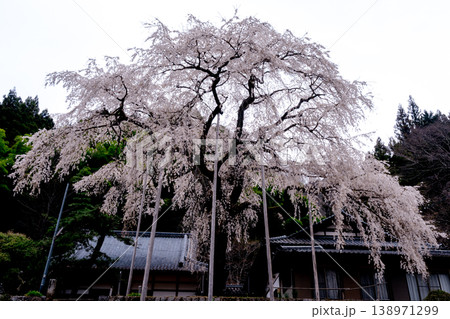 満開の大安寺遺跡しだれ桜　愛知県豊田市 138971299