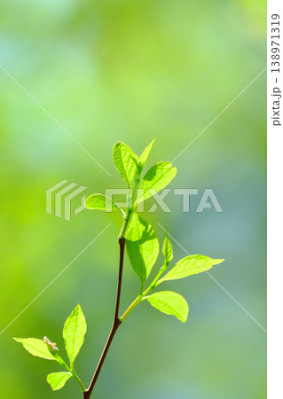 明るい新緑の森に芽生えた若葉 明るい新緑の森に芽生えた若葉 138971319