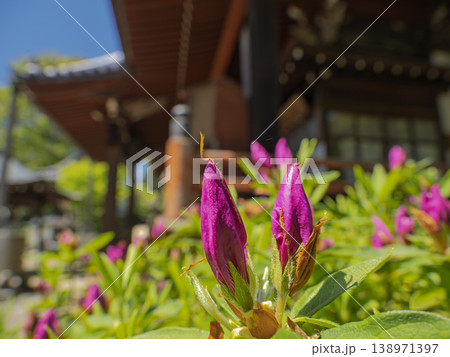 和の静寂に、希望を秘めたツツジの蕾。 和の静寂に、希望を秘めたツツジの蕾。 138971397