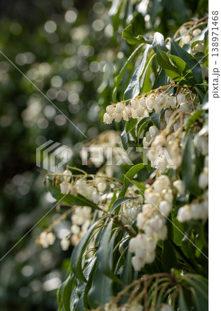 春の光の中で咲くアセビの白い小花 春の光の中で咲くアセビの白い小花 138971468