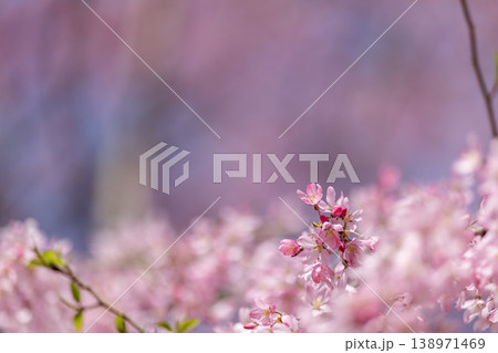 ピンクの桜が彩るやわらかな春景色 ピンクの桜が彩るやわらかな春景色 138971469