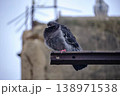 Urban pigeon perched on rusty metal beam with blurred city background 138971538