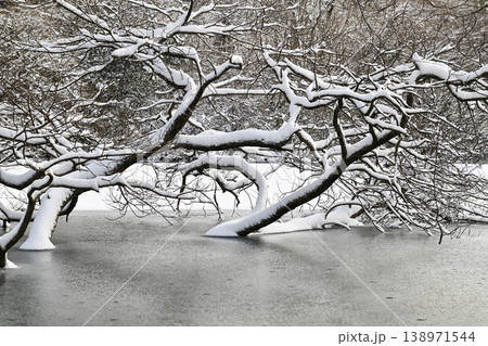 蛇ヶ池の雪景色 蛇ヶ池の雪景色 138971544