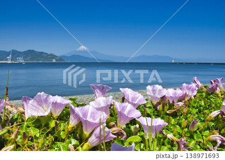 【静岡県】三保真崎海岸に咲くハマヒルガオ 138971693