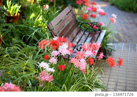ネリネの花 ダイヤモンドリリー ネリネの花 ダイヤモンドリリー 138971726