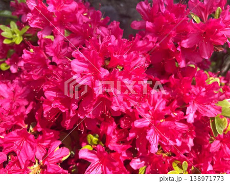 鮮やかな紅色の花が満開に咲いたツツジ31 鮮やかな紅色の花が満開に咲いたツツジ31 138971773