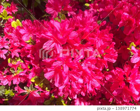 鮮やかな紅色の花が満開に咲いたツツジ32 鮮やかな紅色の花が満開に咲いたツツジ32 138971774