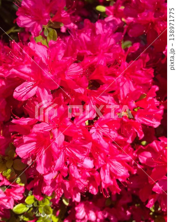 鮮やかな紅色の花が満開に咲いたツツジ33 138971775