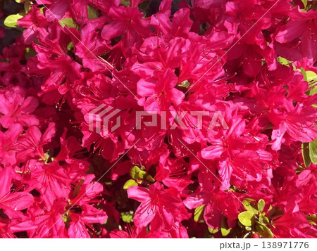 鮮やかな紅色の花が満開に咲いたツツジ34 138971776